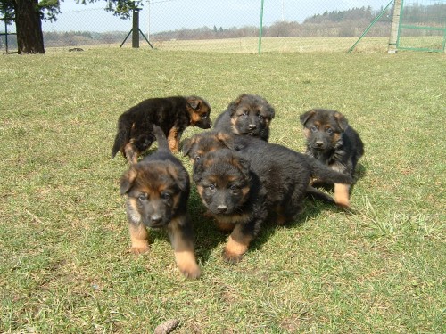 kr�sn� �t���tka s PP