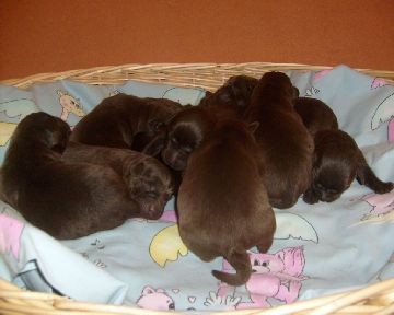 Labradorsk� retr�vr