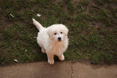 Slovensk� �uva�