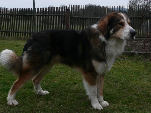 Moskevsk� str�n� pes 