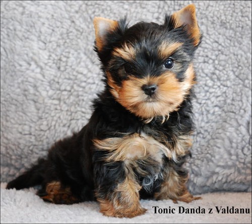 Jork��rsk� teri�r