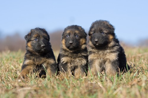 �t���tka s PP