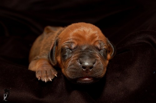 �t���tka s PP