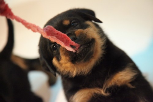 Rotvajler - �t��ata s PP