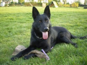 N�meck� ov��k - �t��ata