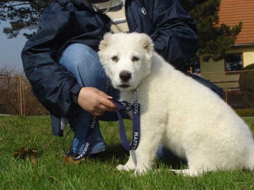 St�edoasijsk� pasteveck� pes s PP