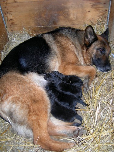 N�meck� ov��k, �t��ata