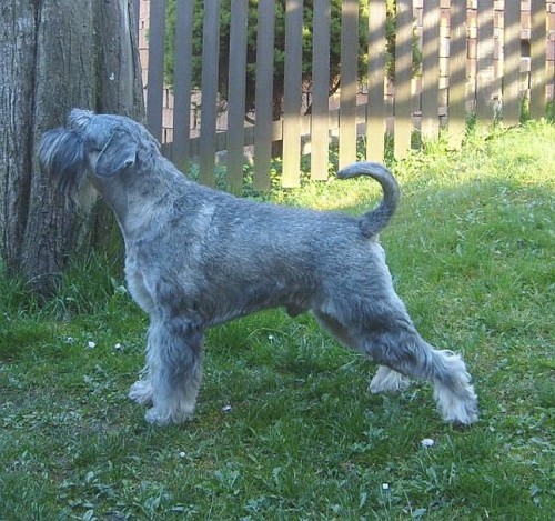 Kn�ra� st�edn� pep� a s�l