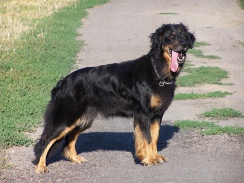 HOVAWART - zad�m �t��ata