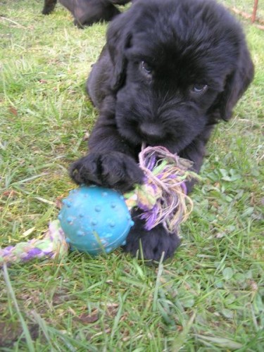 Kn�ra� velk� �ern� - �t��ata