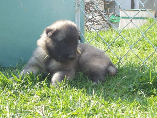 �t��ata Belgick�ho ov��ka Tervueren