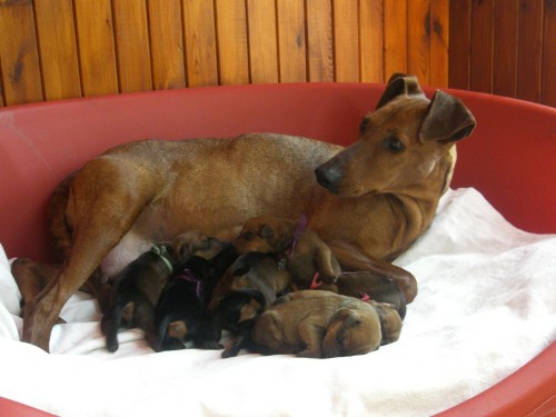 N�meck� pin� s PP