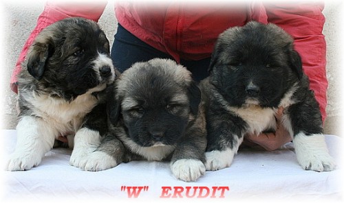 Kavkazsk� pasteveck� pes, �t���tka s PP FCI