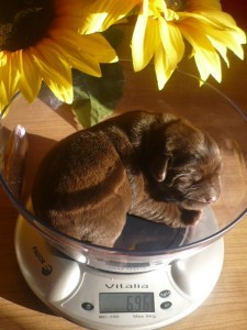 Labradorsk� retr.s PP-�OKOL�DOV� + �ERN� ��.