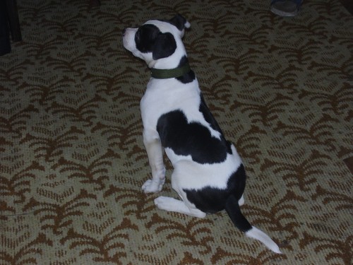 Americk� buldok �t���tko