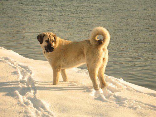 Anatolsk� pasteveck� pes - �t��ata