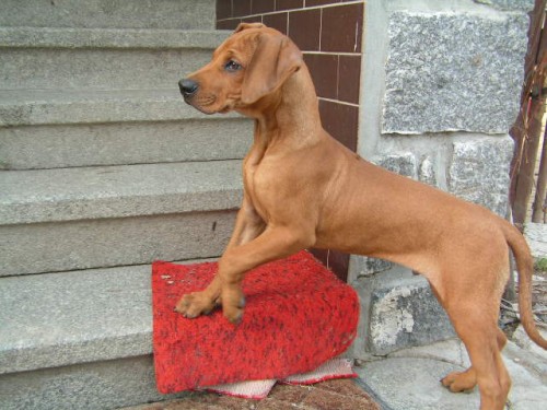 �t��ata rhod�sk�ho ridgebacka s PP