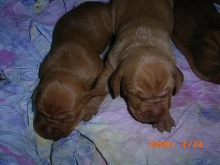 Ma�arsk� oha� kr�tkosrst�