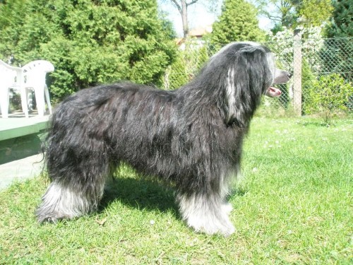 Nab�z�m kryt� chovn�m psem