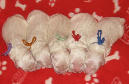 nab�z�m �t���tka s PP