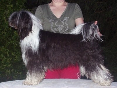 ��nsk� chocholat� pes - kryt�