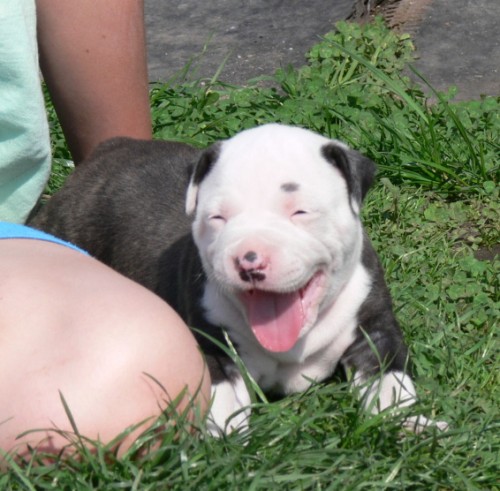 Americk� stafford��rsk� teri�r