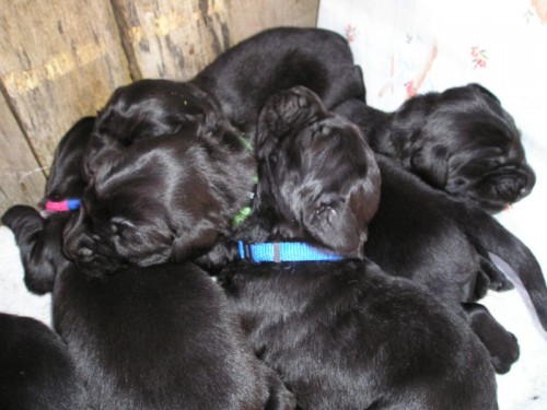 �t��ata Flat coated retrievera s PP