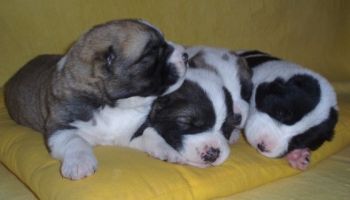 ����ATA - ST�EDOASIJSK� PASTEVECK� PES