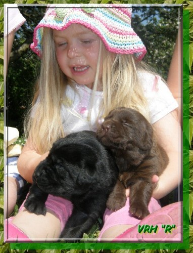 Labradorsk� retr.s PP-�OKO+�ERN� �t���tka