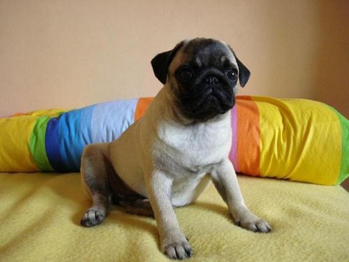 Mops� mazl��ci a �ampioni