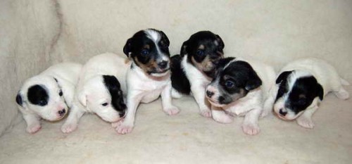 Jack Russell teri�r a Chesapeake bay retriever