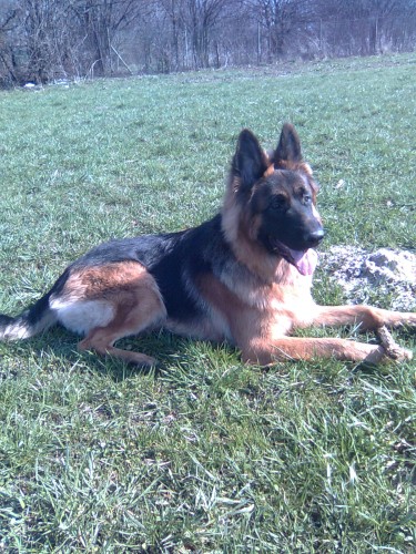 N�meck� ov��k