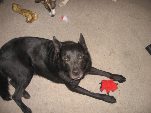 Nalezen� 7- let� �ern� k��enec NO hled� domov