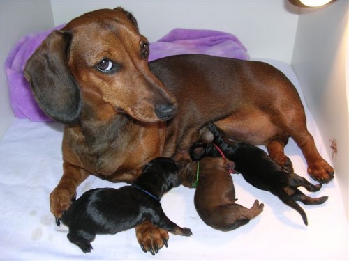 Jezev��k hladkosrst� standard