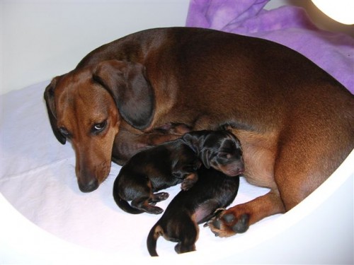 Jezev��k hladkosrst� standard