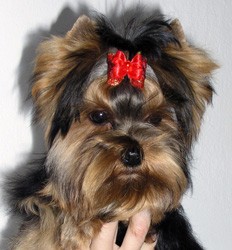 �t��ata jork��ra