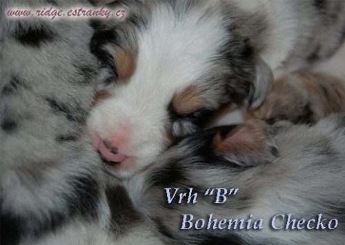 Australsk� ov��k