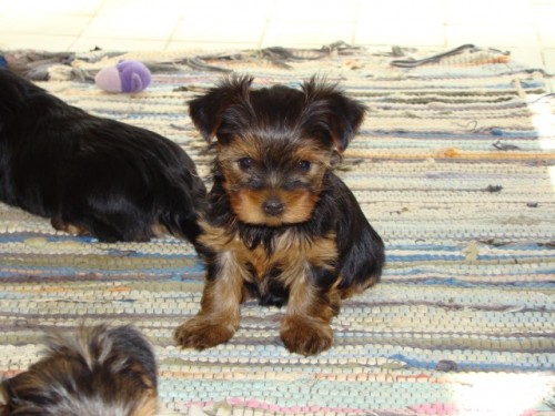 Kr�sn� �t���tka jork��rsk�ho teri�ra