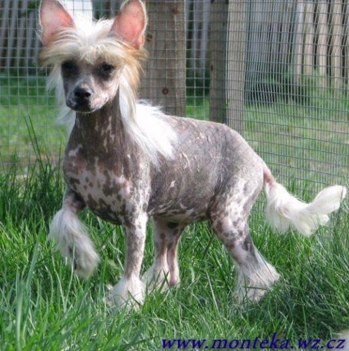 ��nsk� chocholat� pes