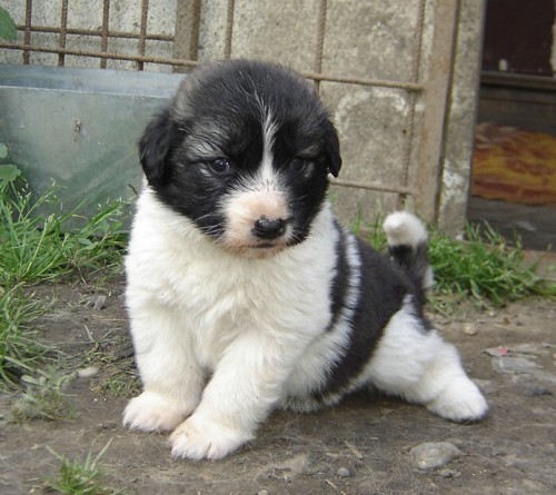 KAVKAZSK� PASTEVECK� PES
