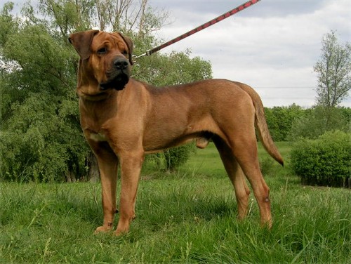 TOSA INU   �t��ata