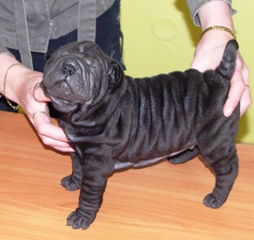 Shar Pei (�arpej) s PP