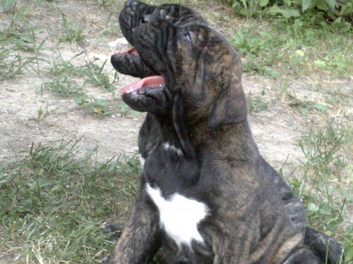 Brazilsk� fila-�t�nata