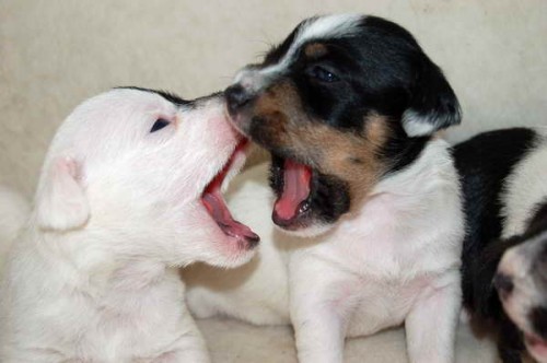 Jack Russell teri�r a Chesapeake bay retriever