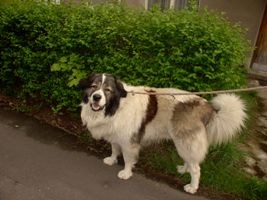 koup�m �t�n� psa