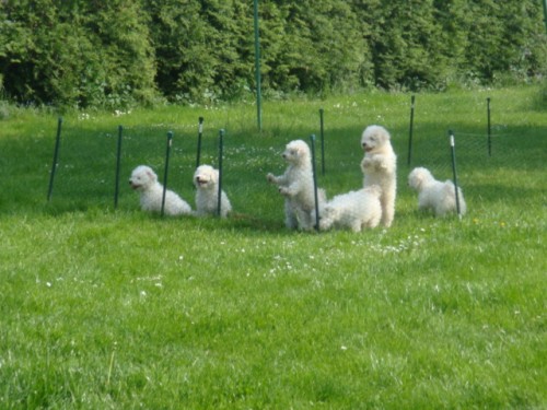 Bi�onek frise �t��ata s PP