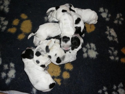 Anglick� kokr�pan�l