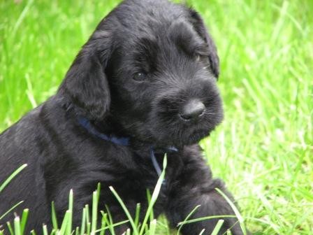 KN�RA� VELK� �ERN�