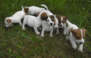 Jack Russell Terier