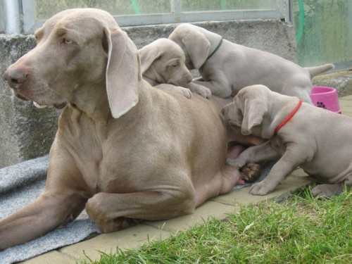 V�marsk� oha� kr�tkosrst�